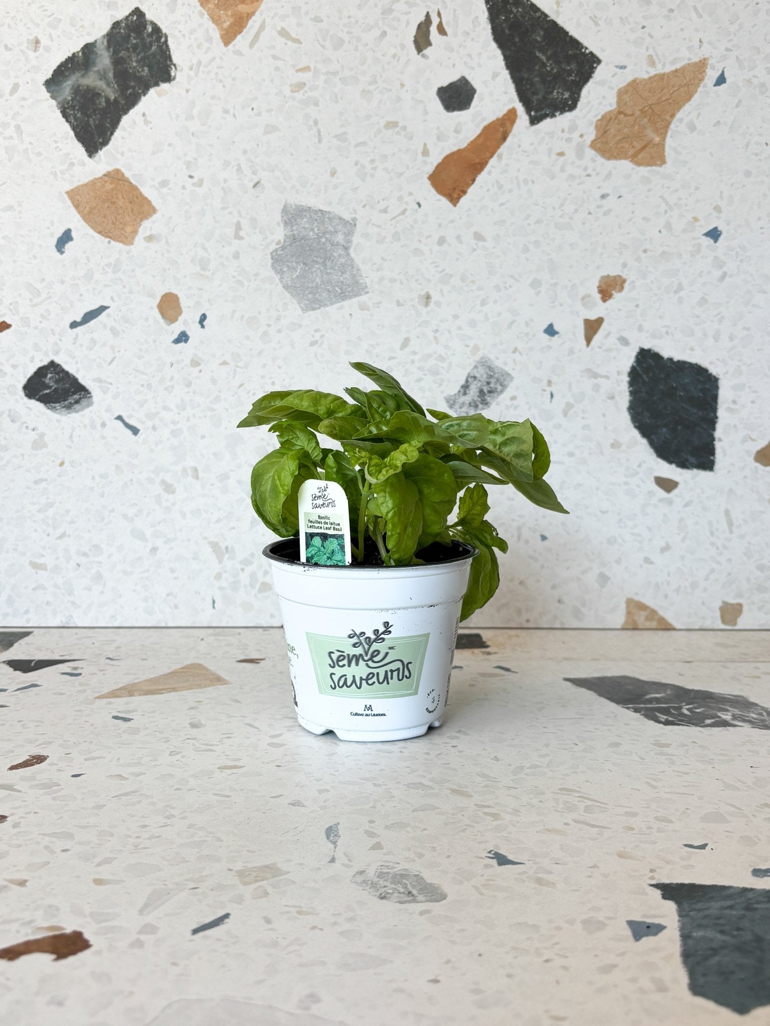 Basilic - feuilles de laitue - Alma Plantes