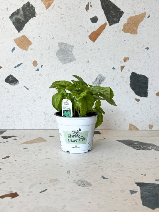 Basilic - feuilles de laitue - Alma Plantes