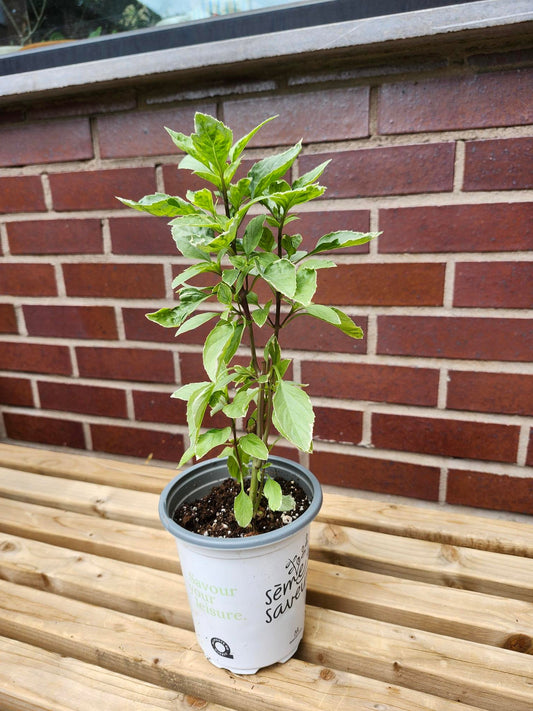 Basilic Pesto - Alma Plantes