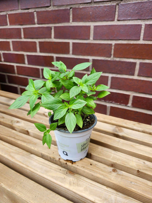 Basilic 'Siam Queen' Thai - Alma Plantes
