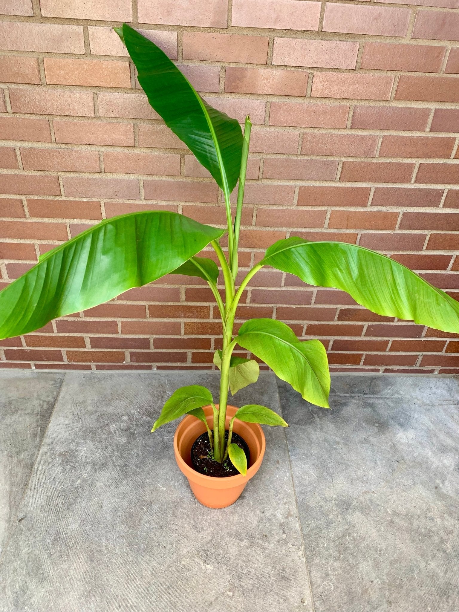 Basjoo (Bananier) - Alma Plantes