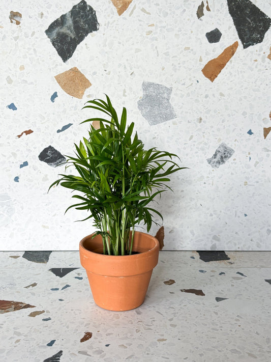 Belem (Palmier) - Alma Plantes