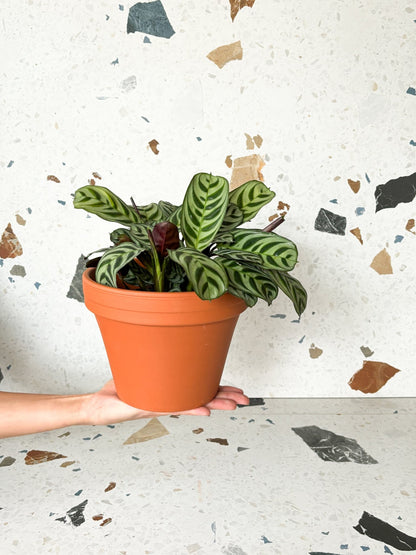 Berlin (Ctenanthe) - Alma Plantes