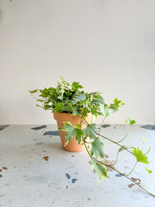 Bettina (Lierre) - Alma Plantes