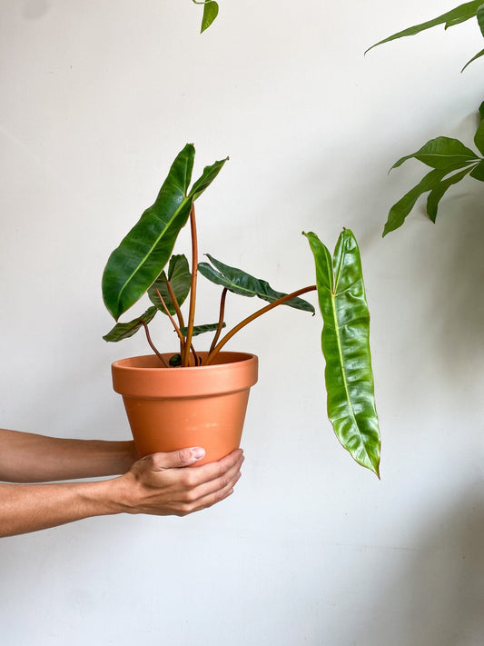 Billie (Philodendron) - Alma Plantes