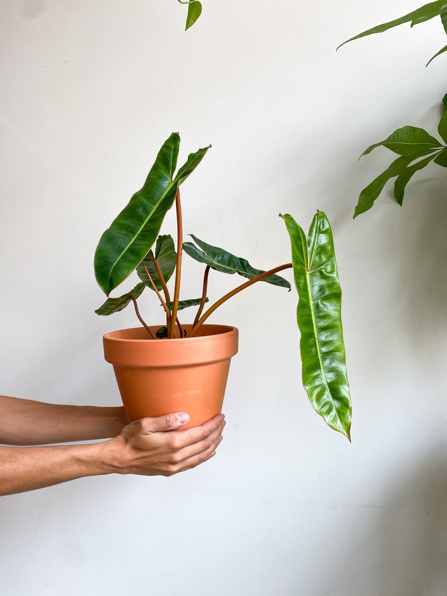 Billie (Philodendron) - Alma Plantes