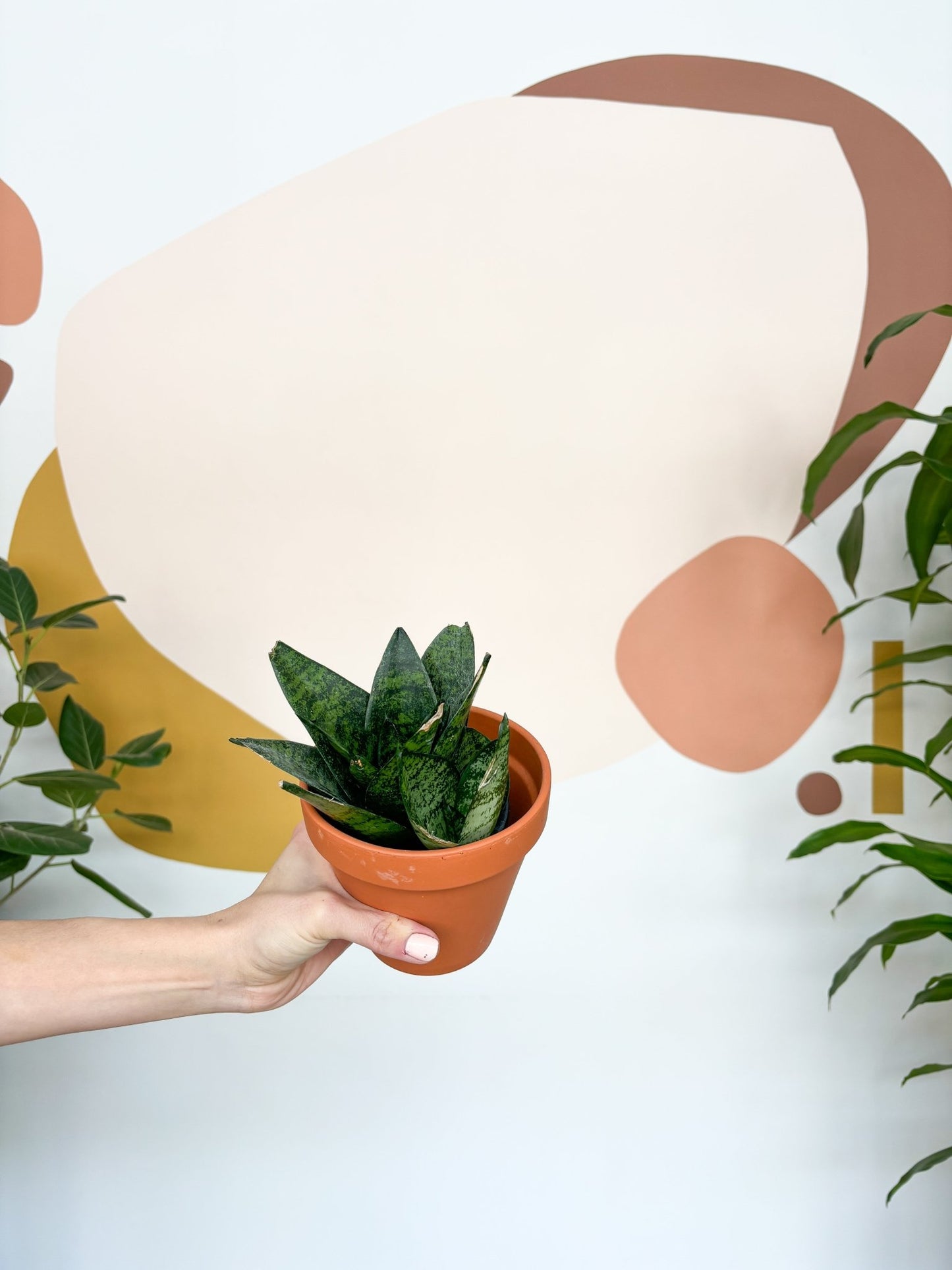 Bird (Sansevière) - Alma Plantes