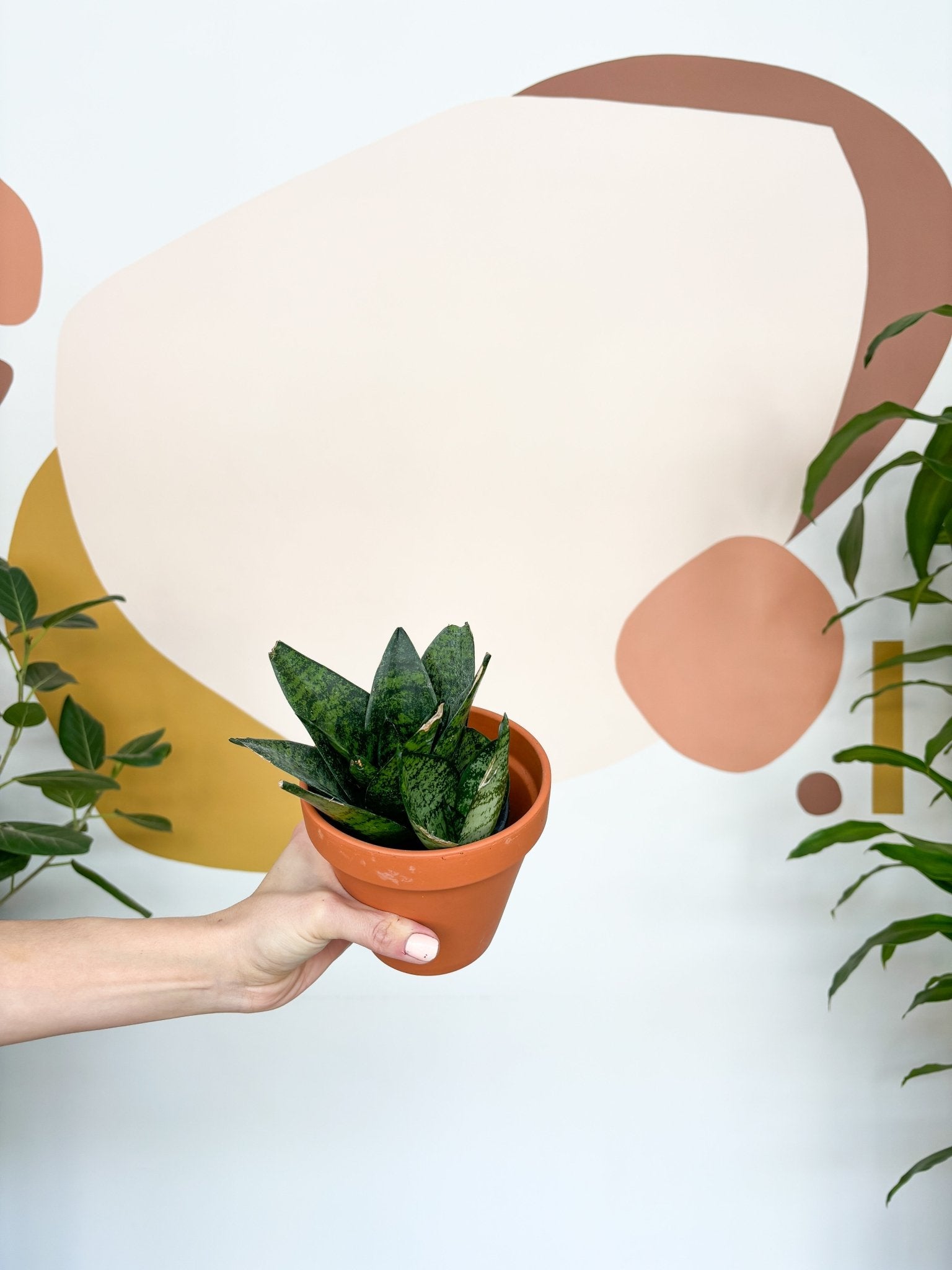 Bird (Sansevière) - Alma Plantes