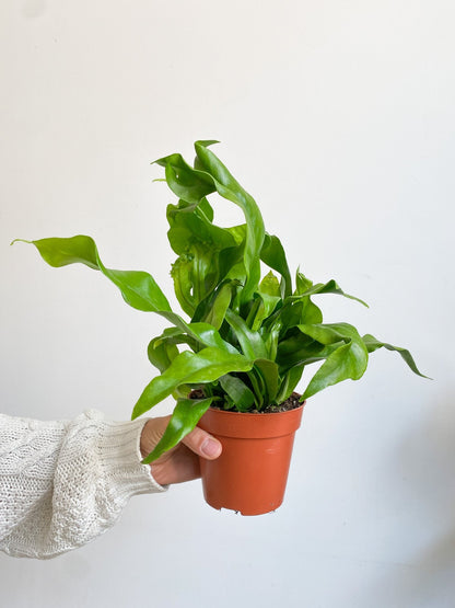 Birdie (fougère) - Alma Plantes