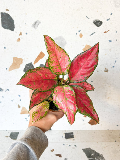 Blaize (Aglaonema) - Alma Plantes