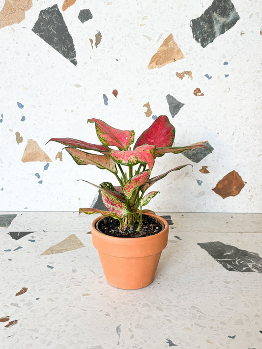 Blaize (Aglaonema) - Alma Plantes