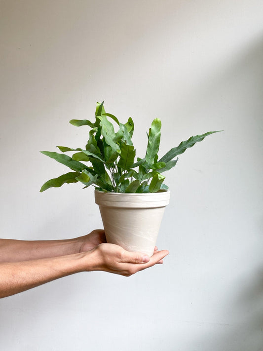 Blue (fougère) - Alma Plantes