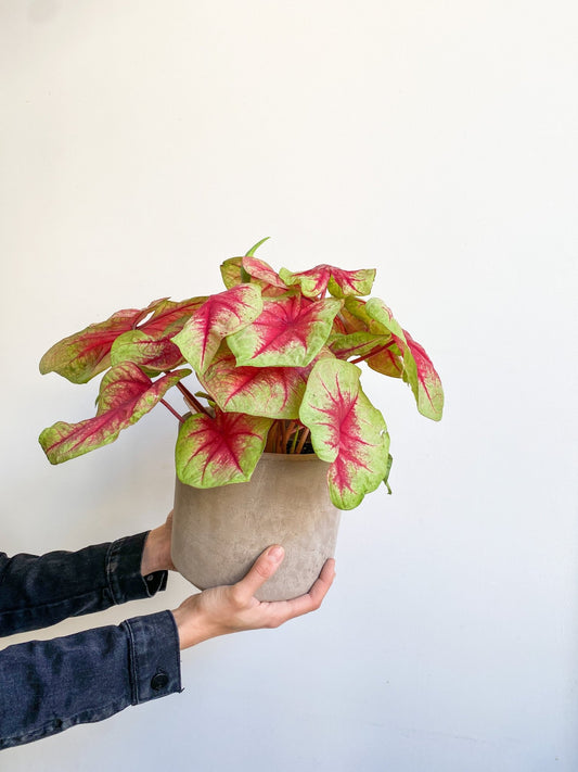 Blush (Caladium) - Alma Plantes