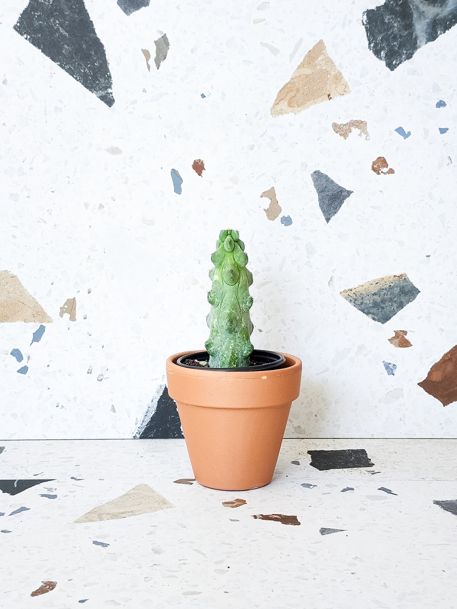 Bob (Cactus) - Alma Plantes