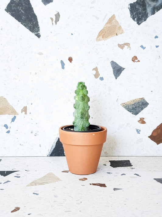 Bob (Cactus) - Alma Plantes