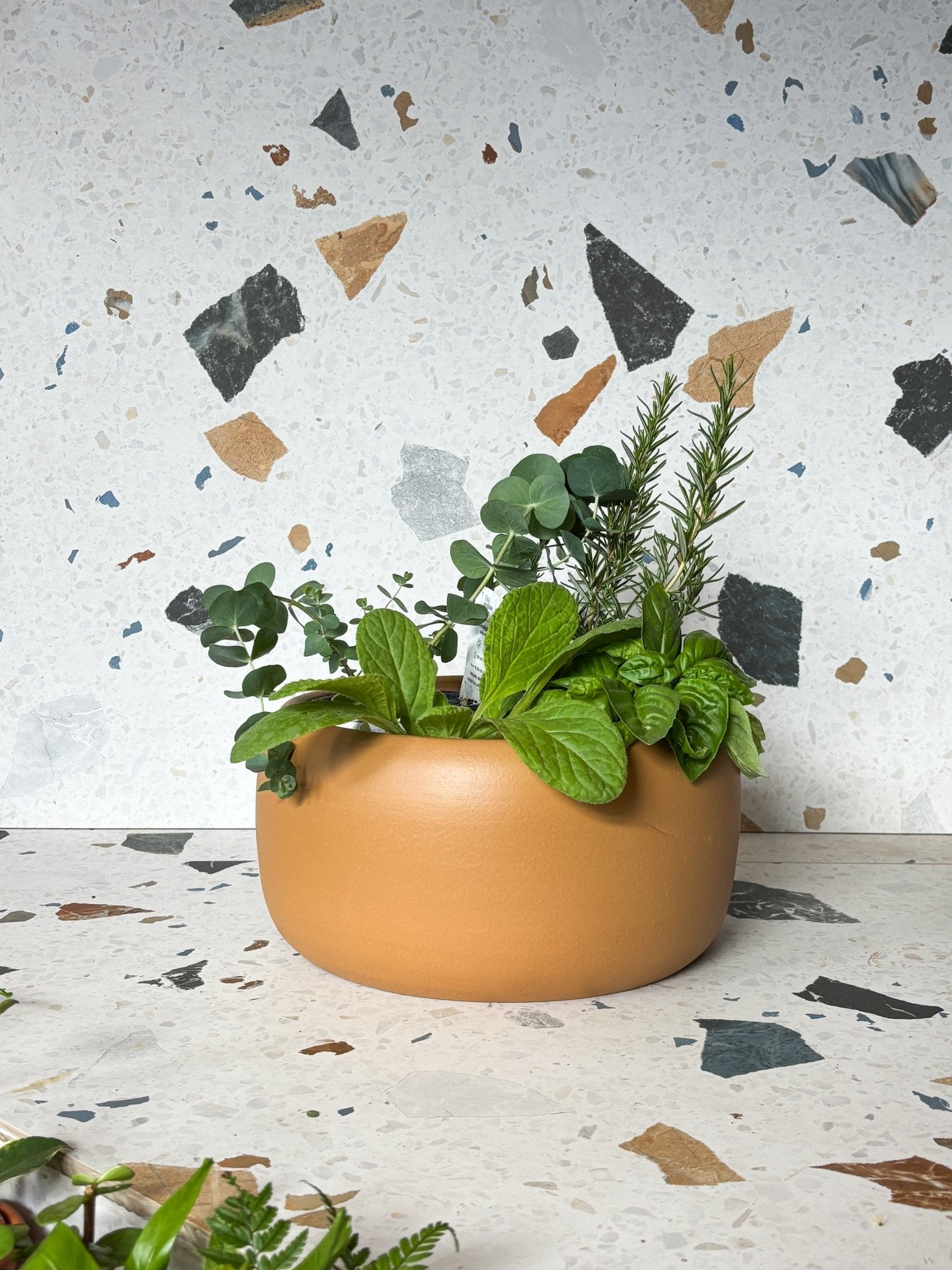 Bol Cibele - Alma Plantes