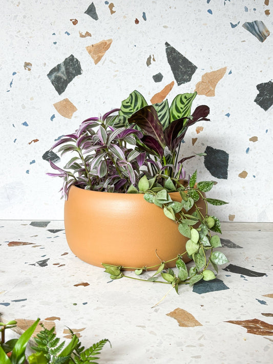 Bol Cibele - Alma Plantes