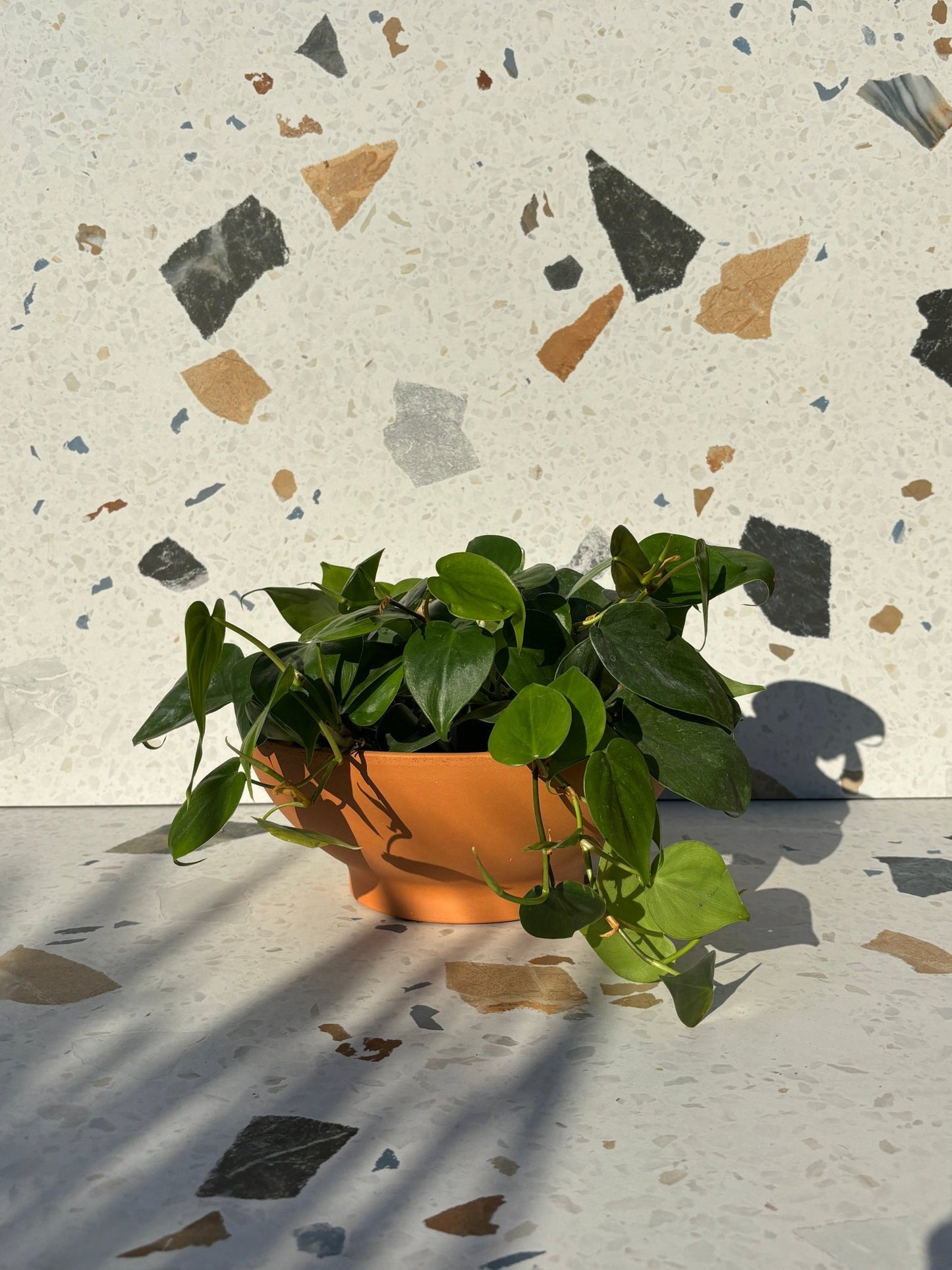 Bol Terre Cuite - Alma Plantes