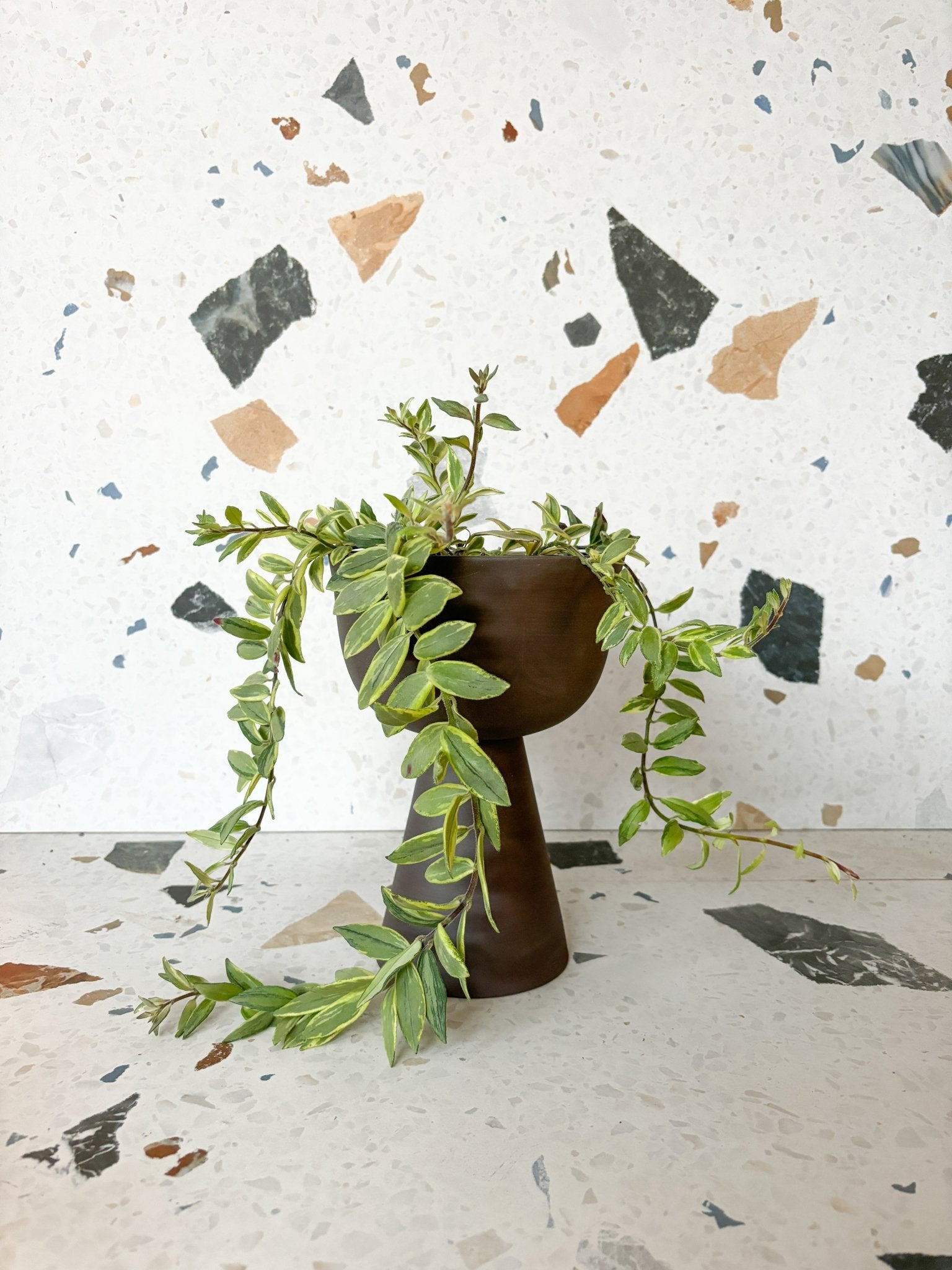 Bolero (Aeschynanthus) - Alma Plantes