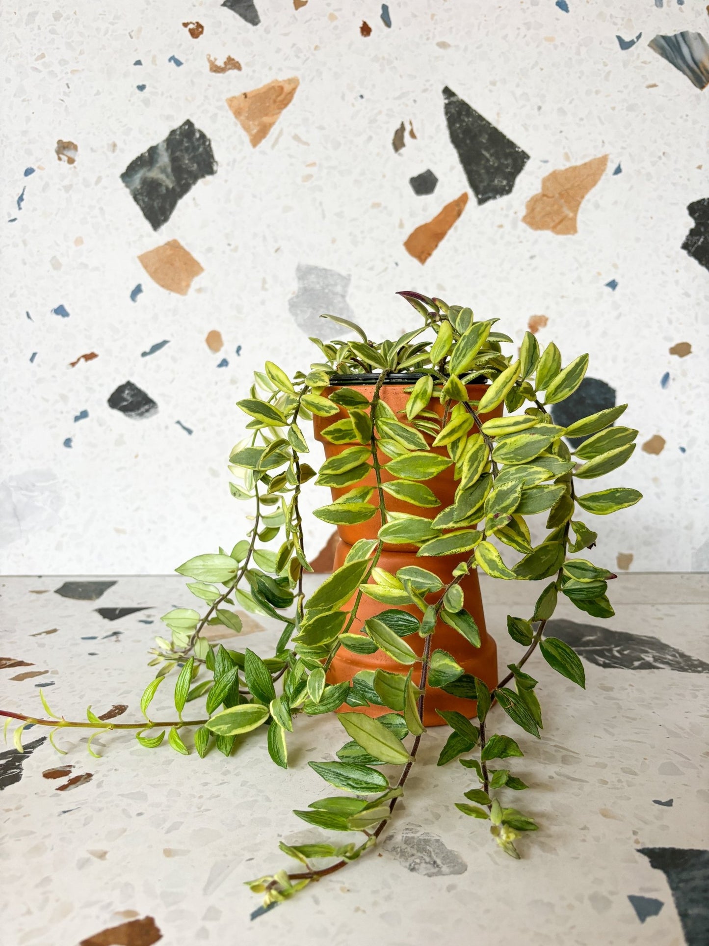 Bolero (Aeschynanthus) - Alma Plantes