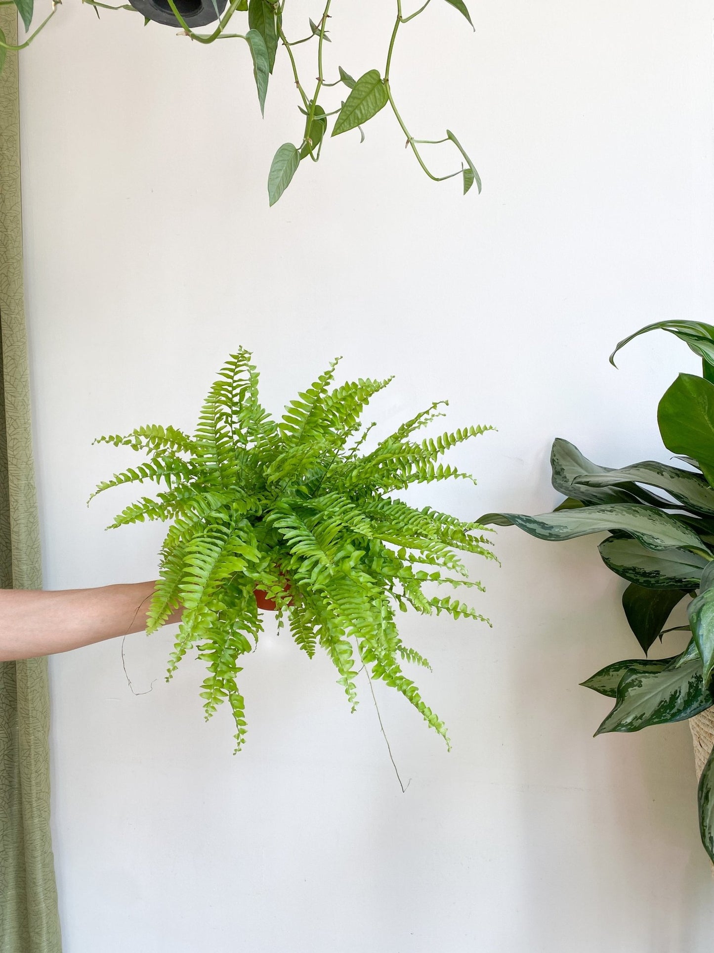 Boston (Fougère) - Alma Plantes