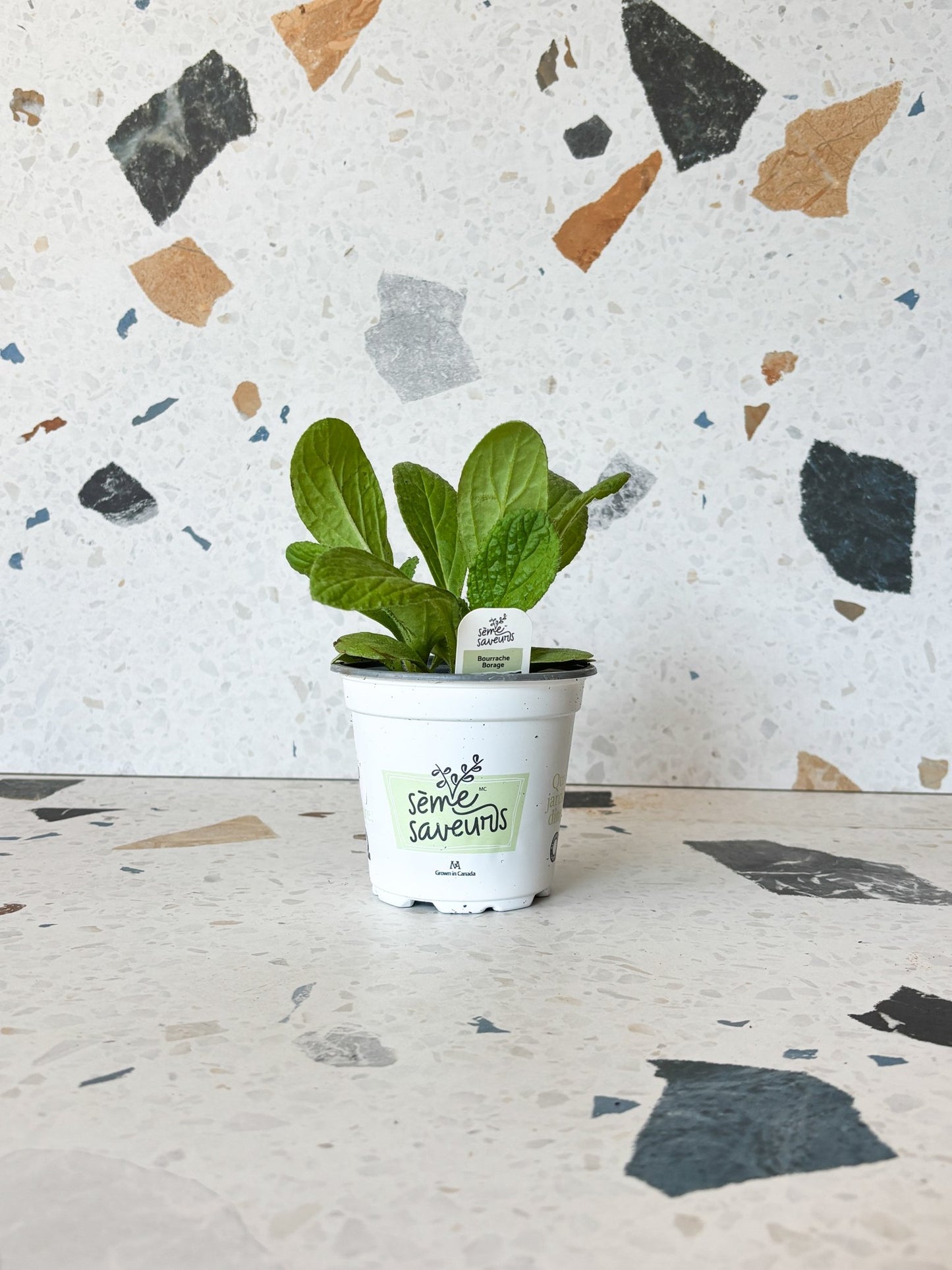 Bourrache - Alma Plantes