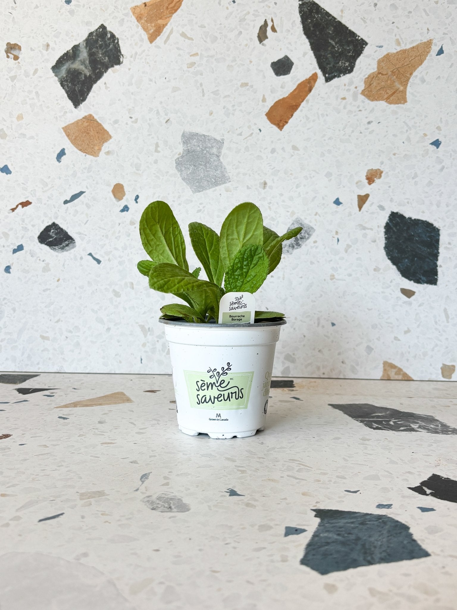 Bourrache - Alma Plantes