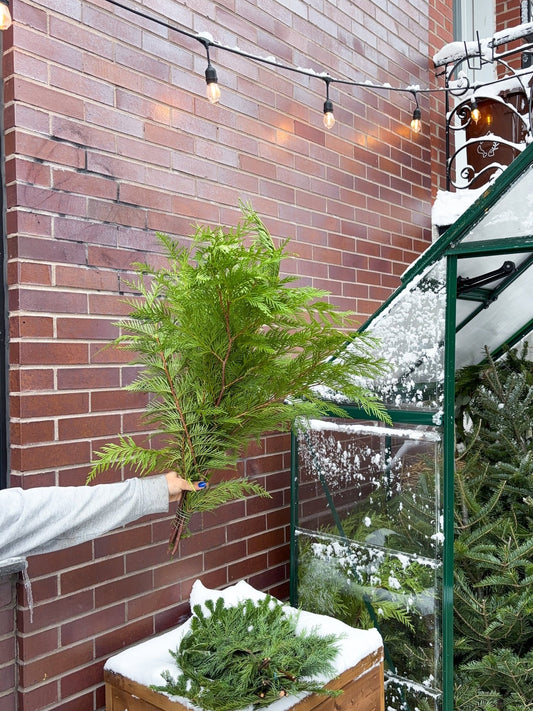 Branches de cèdre - Alma Plantes