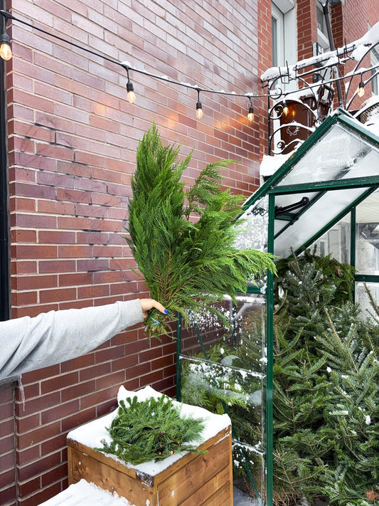 Branches de cyprès - Alma Plantes