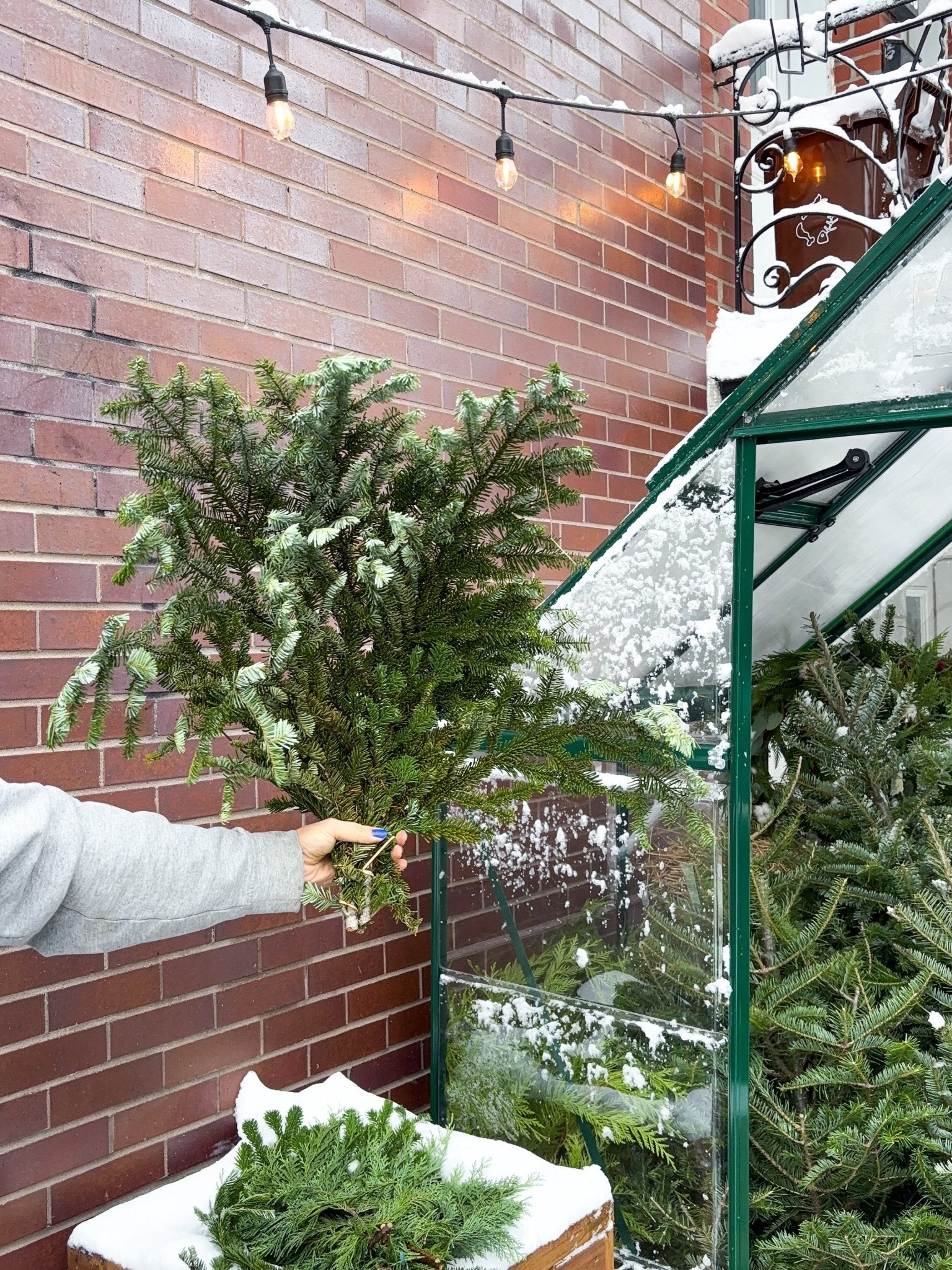 Branches de sapin - Alma Plantes