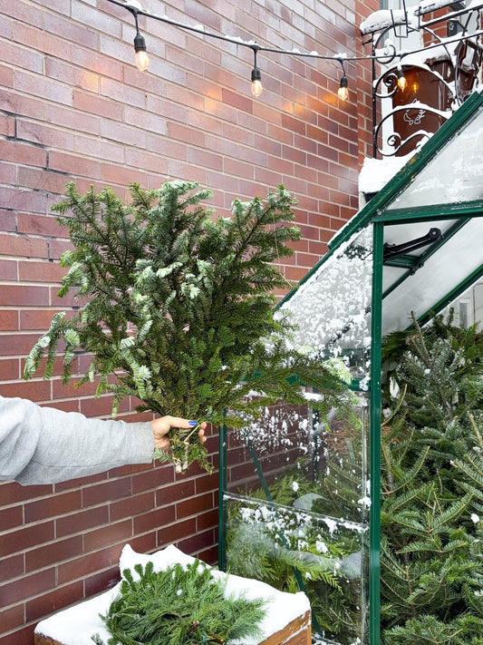 Branches de sapin - Alma Plantes