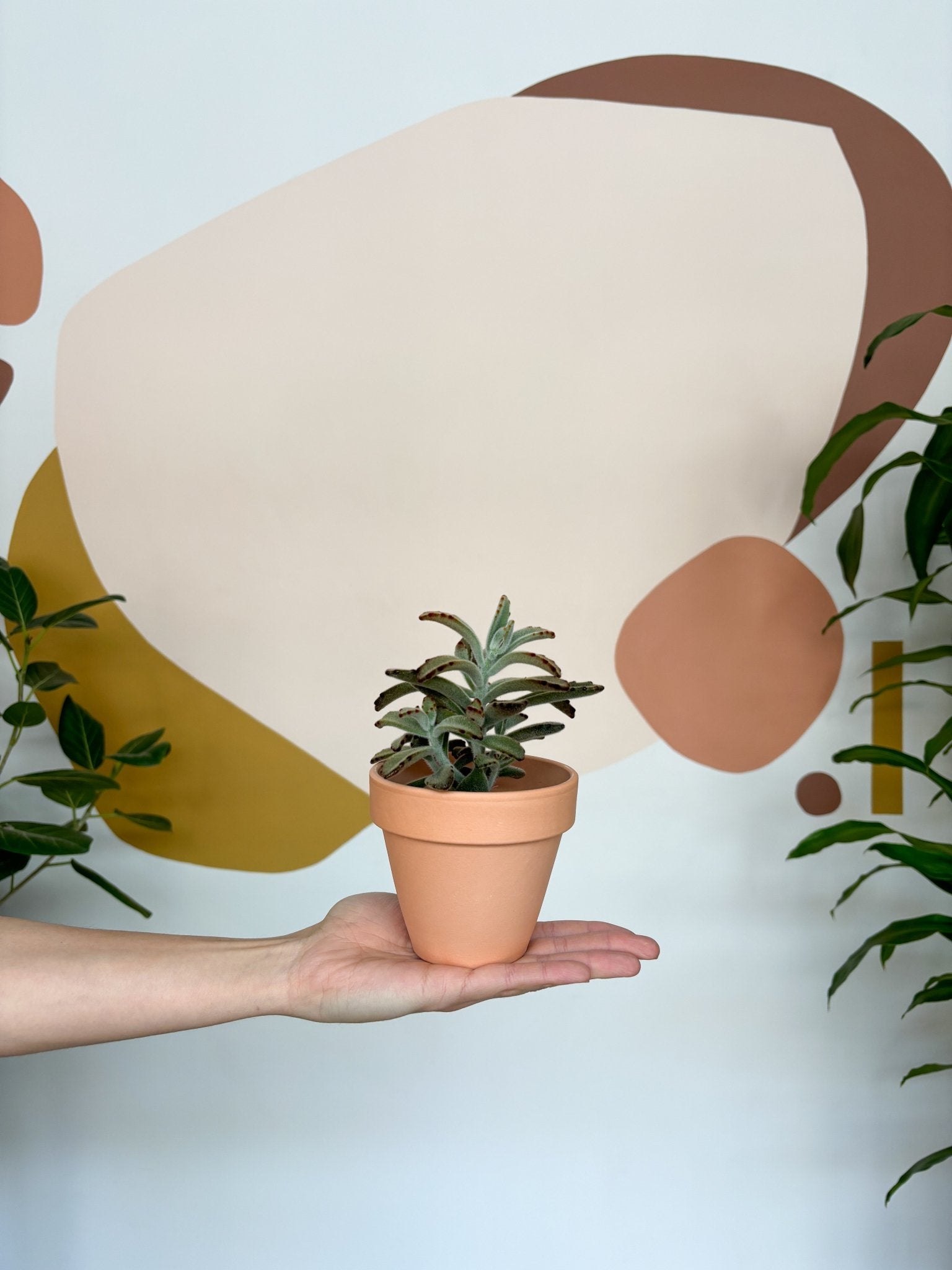 Brownie (Kalanchoe) - Alma Plantes