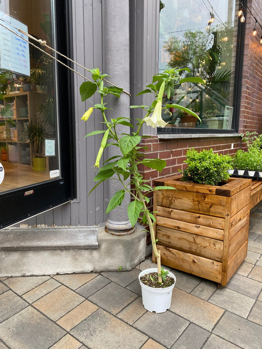 Bruce (Brugmansia) - Alma Plantes
