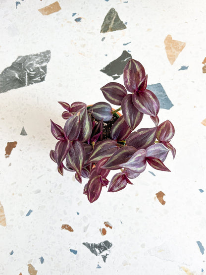 Burgundy (Tradescantia) - Alma Plantes