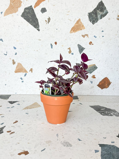 Burgundy (Tradescantia) - Alma Plantes