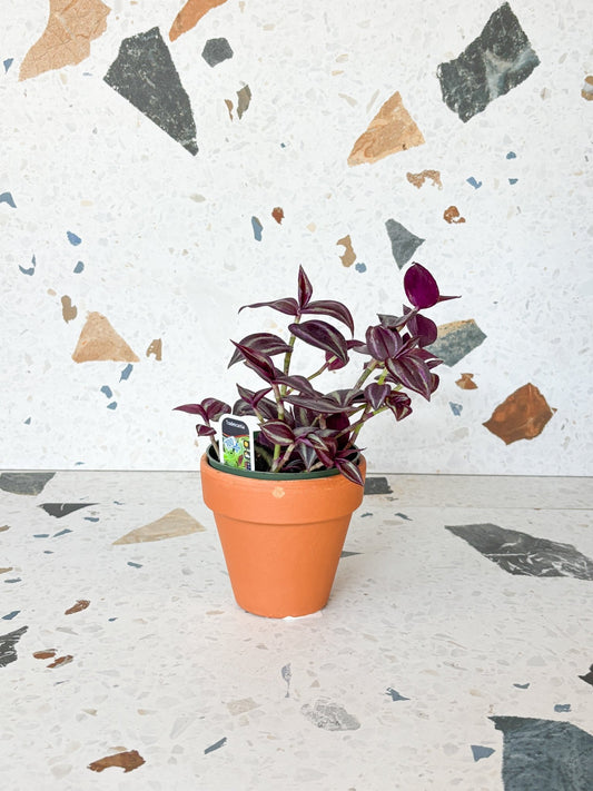 Burgundy (Tradescantia) - Alma Plantes