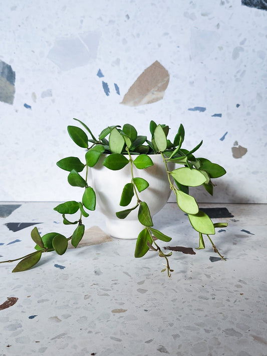 Burt (Hoya) - Alma Plantes