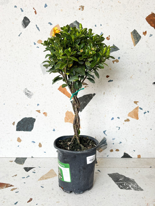 Buttons (Gardenia) - Alma Plantes