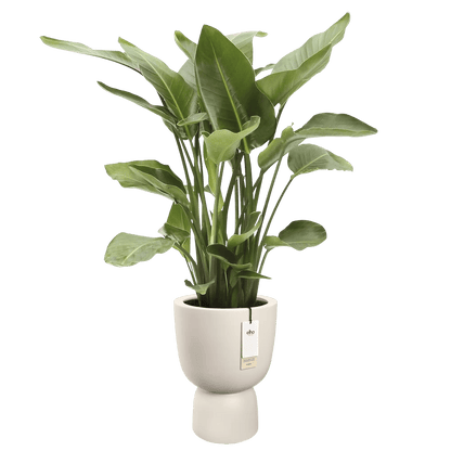 Cache - pot Amber - coupe rond - Alma Plantes