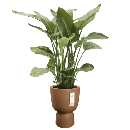 Cache - pot Amber - coupe rond - Alma Plantes