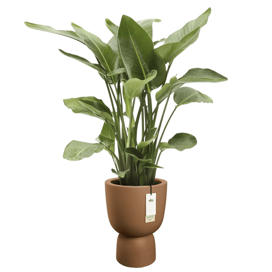 Cache - pot Amber - coupe rond - Alma Plantes