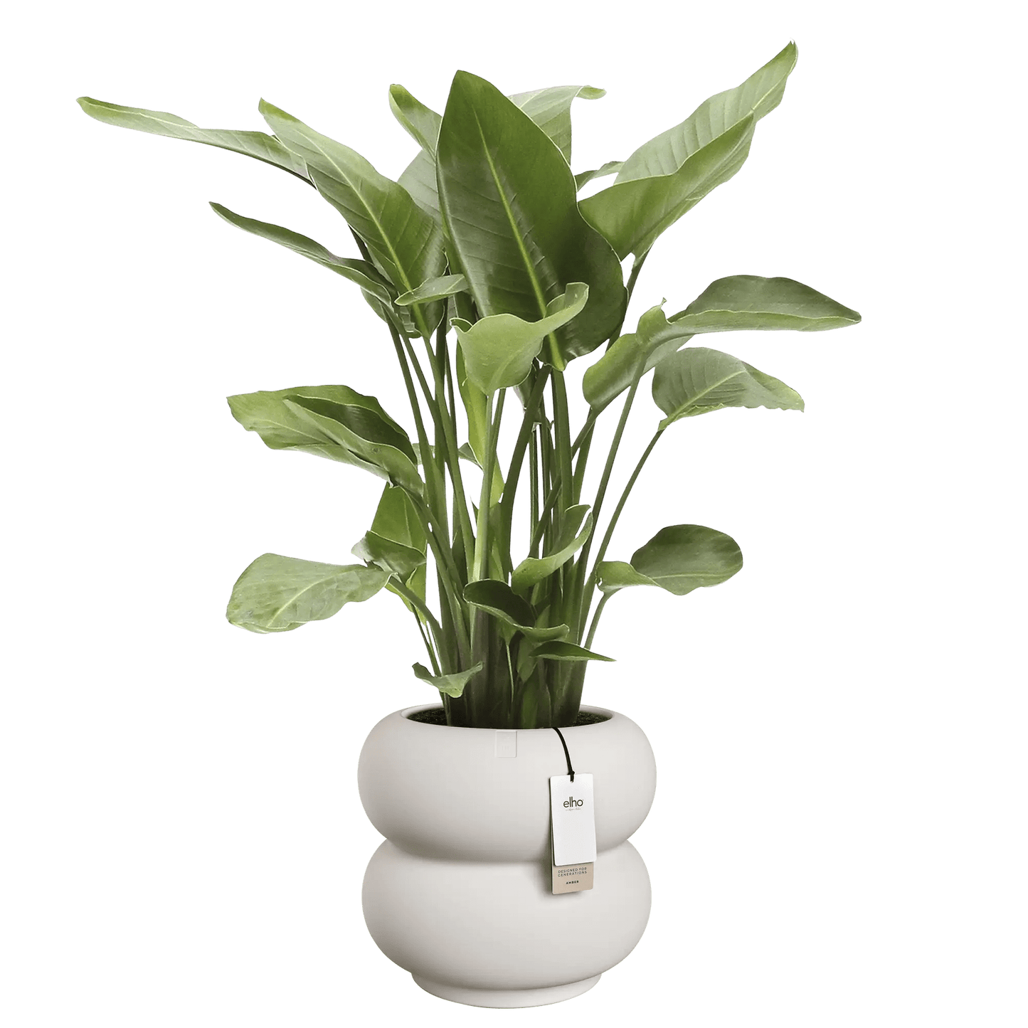 Cache - pot Amber - Roll bas - Alma Plantes