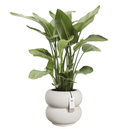 Cache - pot Amber - Roll bas - Alma Plantes