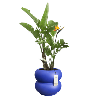Cache - pot Amber - Roll bas - Alma Plantes