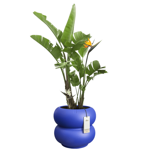 Cache - pot Amber - Roll bas - Alma Plantes