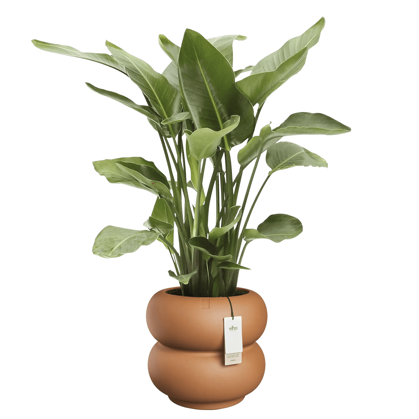 Cache - pot Amber - Roll bas - Alma Plantes