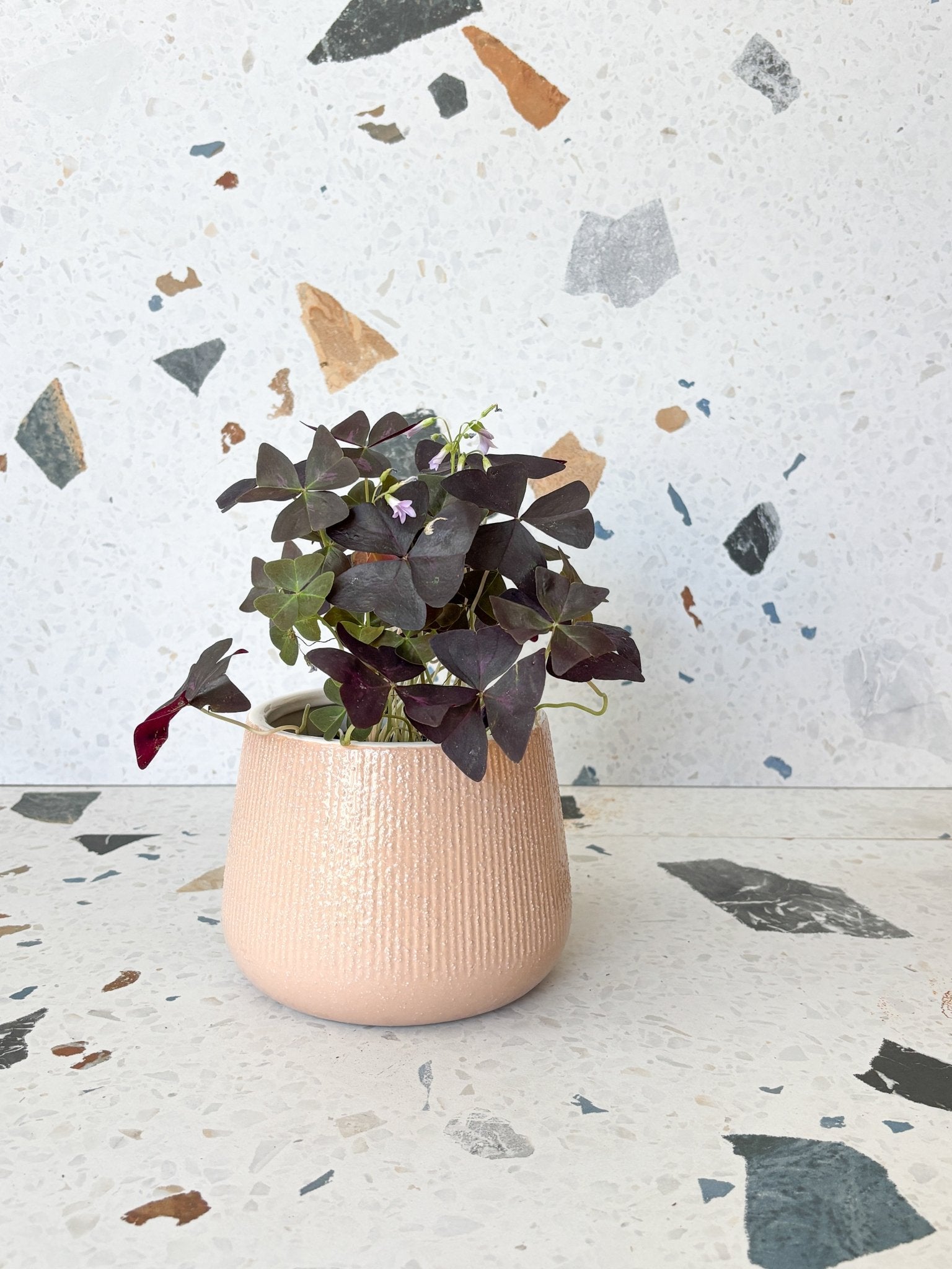 Cache - pot Azalée - Alma Plantes