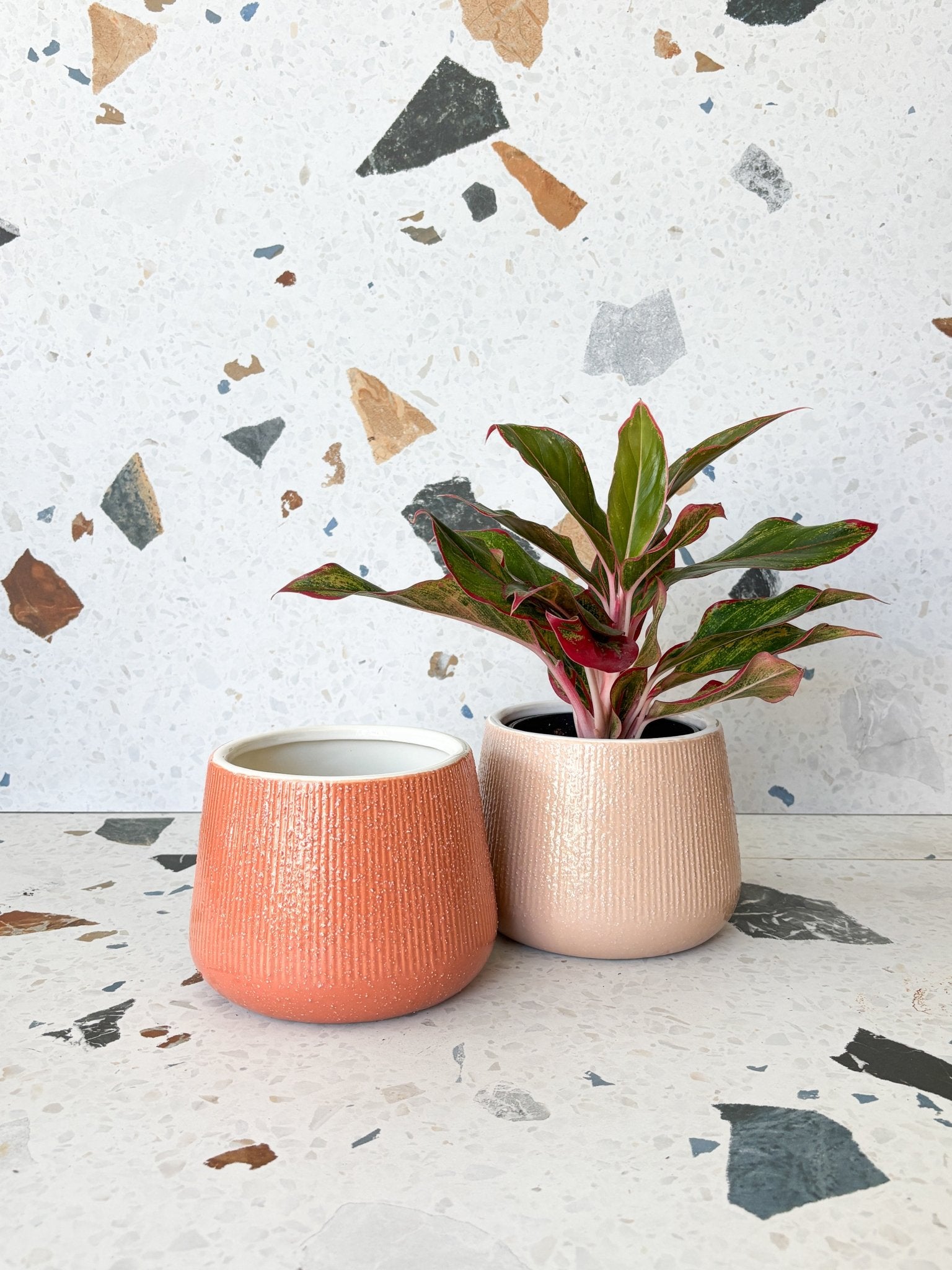 Cache - pot Azalée - Alma Plantes