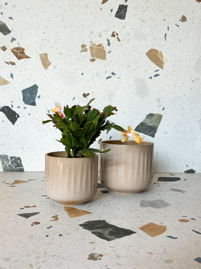 Cache - pot Bagua - Argile - Alma Plantes