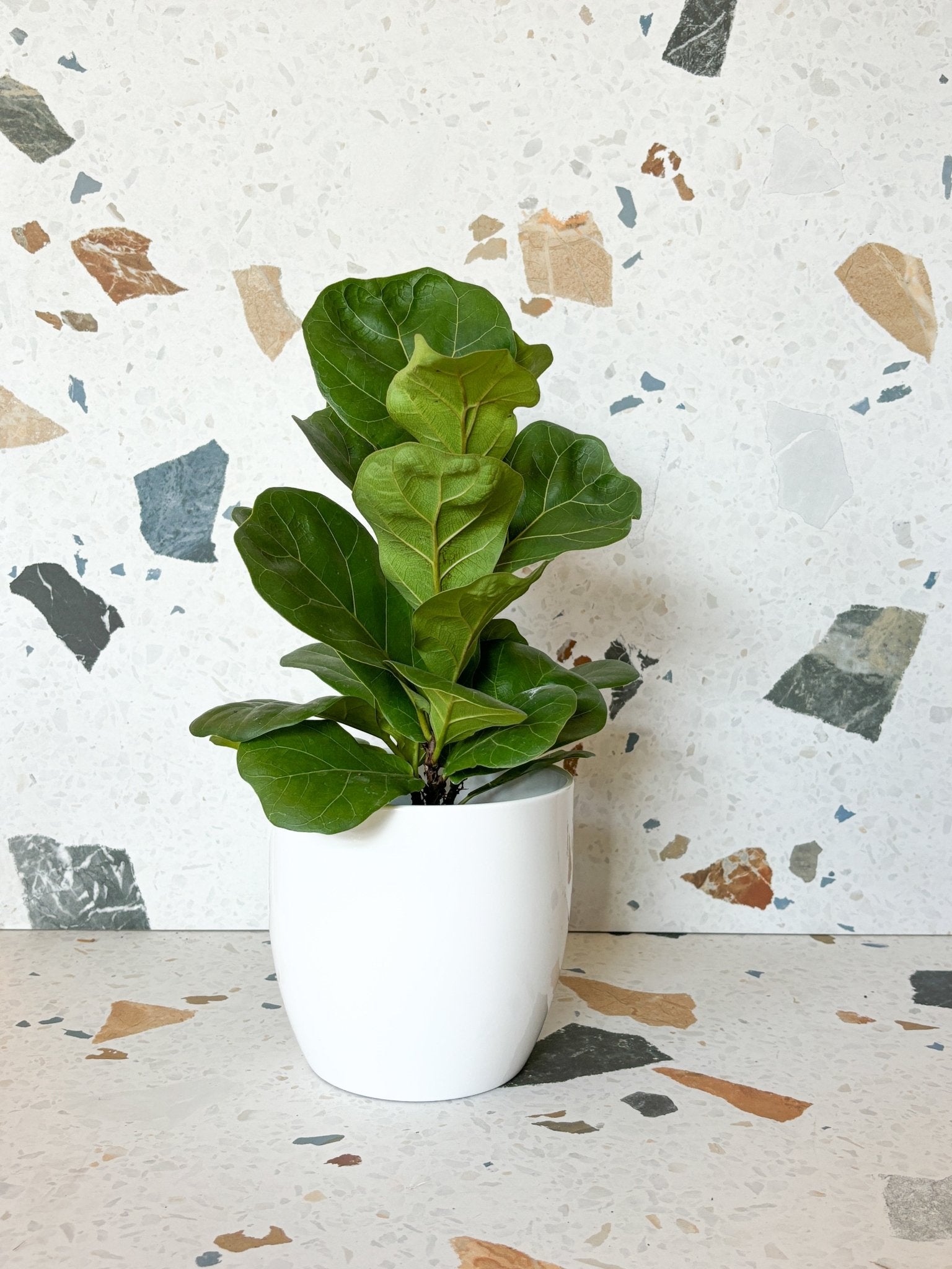 Cache - pot Basel - Blanc - Alma Plantes